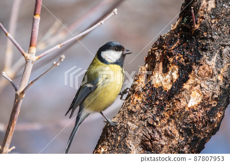 Cute bird Great tit, songbird sitting on a branch without leaves in the autumn or winter. Cute bird Great tit, songbird sitting on a branch without leaves in the autumn or winter. 87807953
