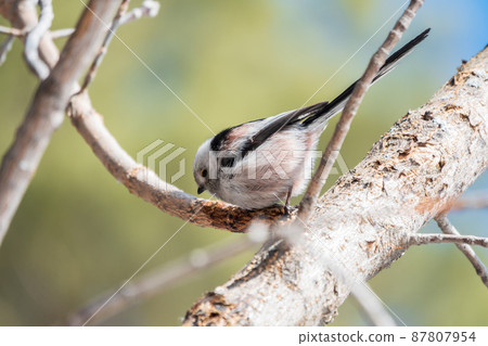 European long-tailed tit, latin name Aegithalos caudatus. A bird sitting on a branch in a deciduous forest. 87807954