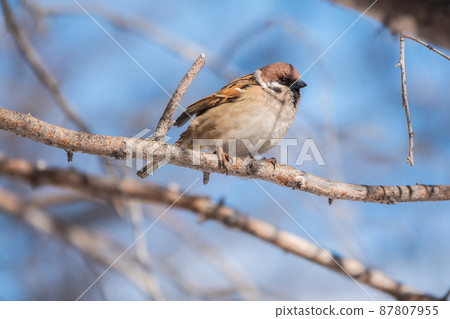 Sparrow sits on a branch without leaves. Sparrow sits on a branch without leaves. 87807955