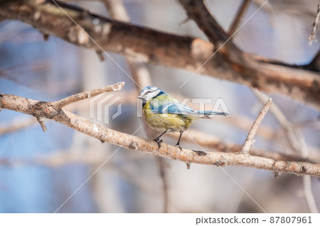 Cute bird, Eurasian blue tit, songbird sitting on a branch without leaves in early spring 87807961