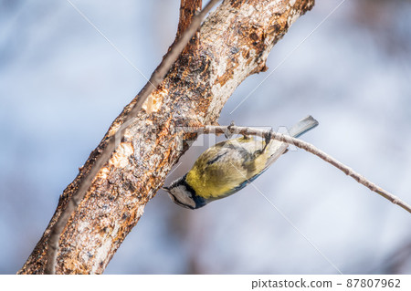 Cute bird, Eurasian blue tit, songbird sitting on a branch without leaves in early spring 87807962