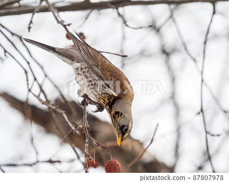 Fieldfare sitting on the bush and feeding on wild red apples in winter or early spring time. 87807978