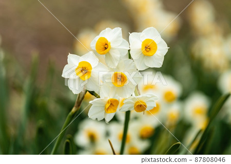 Narcissus flowers (Mitoyo City, Kagawa Prefecture, Shiudeyama) 87808046