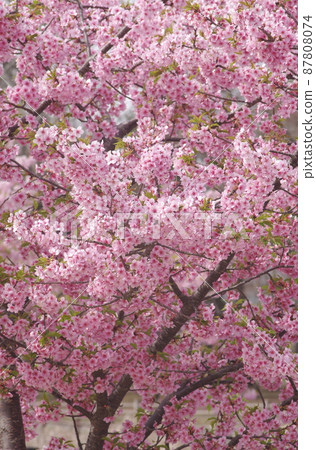 Kawazu cherry tree 87808074