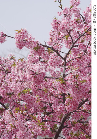 Kawazu cherry tree 87808075