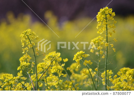 Rapeseed field 87808077