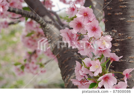 河津櫻花 87808086