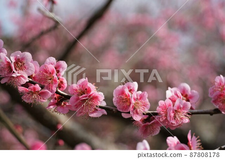 水戶偕樂園 100 种红梅綻放的芬芳 著名的東雲樹特寫 87808178