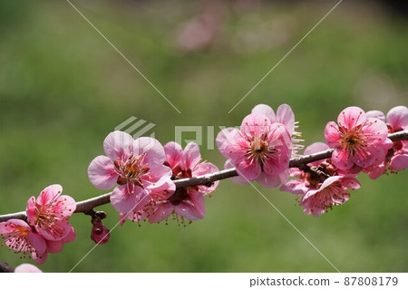 水戶偕樂園 100 种红梅綻放的芬芳 著名的東雲樹特寫 87808179