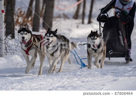 Husky dogs in harness. Husky in winter. Husky dogs in harness. Husky in winter. 87808464