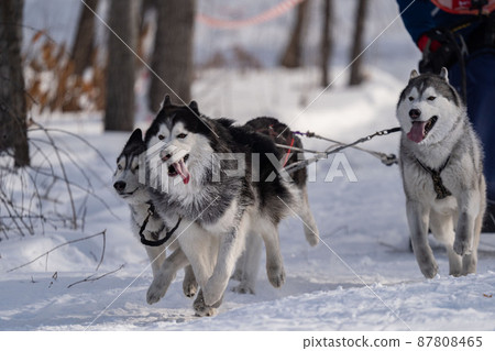 Husky dogs in harness. Husky in winter. Husky dogs in harness. Husky in winter. 87808465