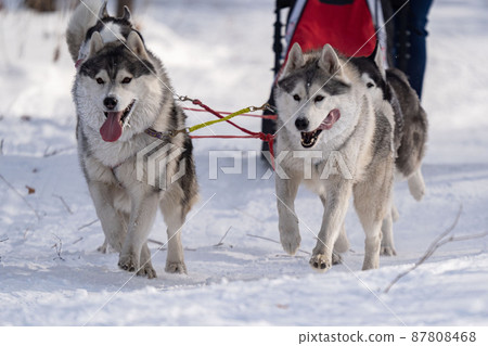 Husky dogs in harness. Husky in winter. Husky dogs in harness. Husky in winter. 87808468