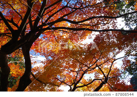 三好尾關山公園附近一座寺廟的秋葉景觀 三好尾關山公園附近一座寺廟的秋葉景觀 87808544