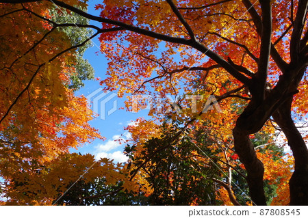 A view of the autumn leaves of a temple near Miyoshi Ozekiyama Park 87808545
