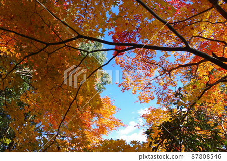 三好尾關山公園附近一座寺廟的秋葉景觀 三好尾關山公園附近一座寺廟的秋葉景觀 87808546