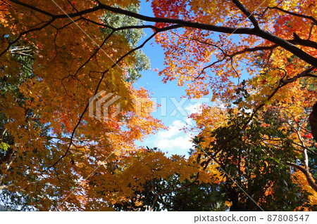 三好尾關山公園附近一座寺廟的秋葉景觀 87808547
