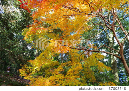 A view of the autumn leaves of a temple near Miyoshi Ozekiyama Park A view of the autumn leaves of a temple near Miyoshi Ozekiyama Park 87808548