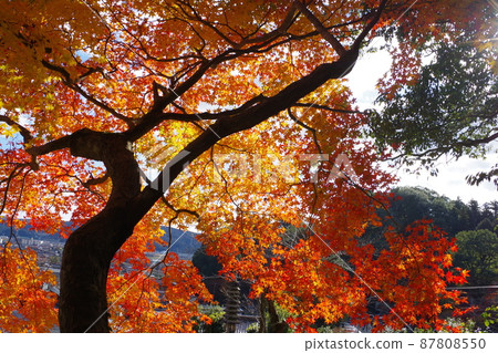 三好尾關山公園附近一座寺廟的秋葉景觀 87808550