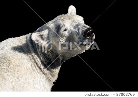 Polar bears Polar bears 87808769