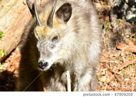Antelope looking down and staring at something 87809208