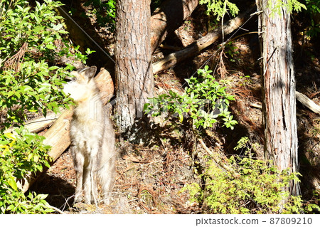 Antelope that smells the leaves of food Antelope that smells the leaves of food 87809210