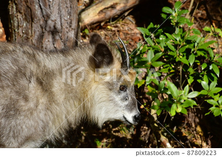 Antelope looking down and staring at something 87809223