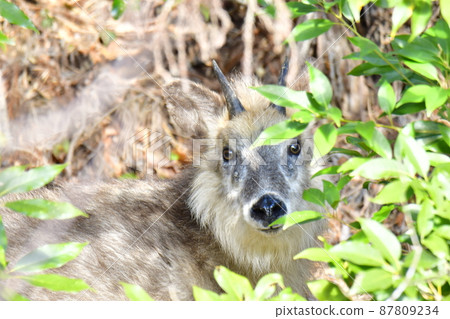 Antelope looking back at you 87809234