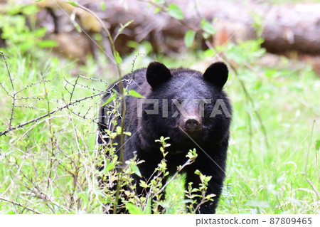 Wild black bear emerging from the bush Wild black bear emerging from the bush 87809465