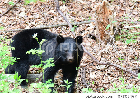 Wild black bear walking in the bush Wild black bear walking in the bush 87809467