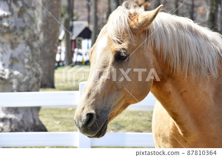 Thoroughbreds spending time relaxing in the fence 87810364