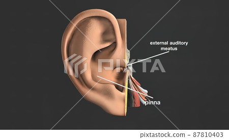 3d medical illustration of the Human Ear 87810403