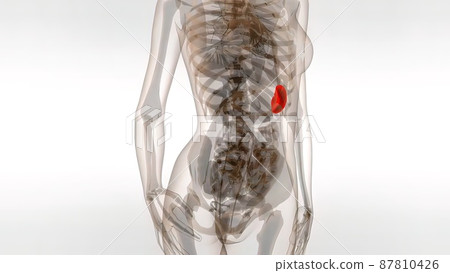 3d medical illustration Of Human Spleen 87810426