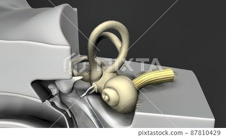 3d medical illustration of the Human Ear - Stock Illustration [87810429 ...