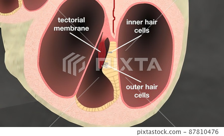 3d medical illustration of the Human Ear 3d medical illustration of the Human Ear 87810476