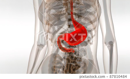 3D medical illustration Of A Human Stomach 87810484