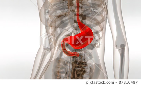 3D medical illustration Of A Human Stomach 87810487