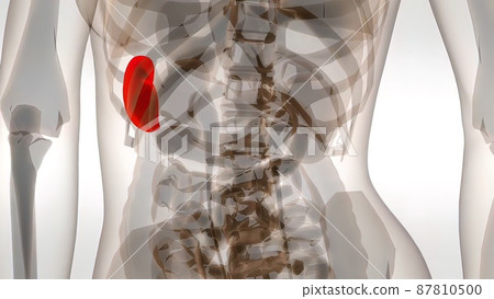 3d medical illustration Of Human Spleen 87810500