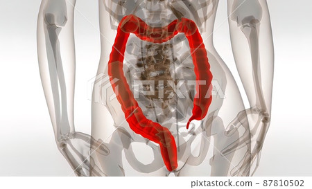 Human Male Colon 3d Medical anatomy 87810502
