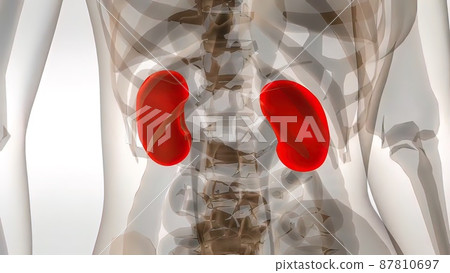 Medically accurate illustration of the kidneys 87810697