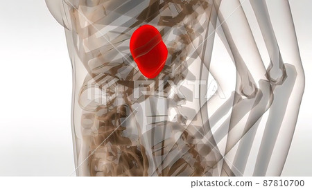 3d medical illustration Of Human Spleen 87810700