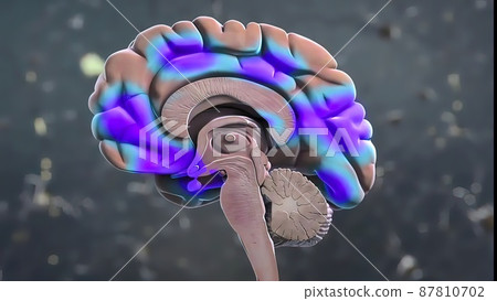 Brain parts 3d Medical Anatomy 87810702