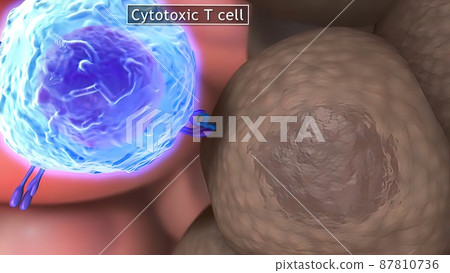 3D medical illustration of T cells: helper T... - Stock Illustration ...