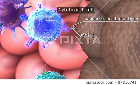 3D medical illustration of T cells: helper T cell and cytotoxic T cell 3D medical illustration of T cells: helper T cell and cytotoxic T cell 87810741