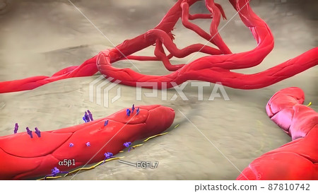 Angiogenic Signaling Pericytes, spatially isolated contractile cells 3D medical illustration Angiogenic Signaling Pericytes, spatially isolated contractile cells 3D medical illustration 87810742