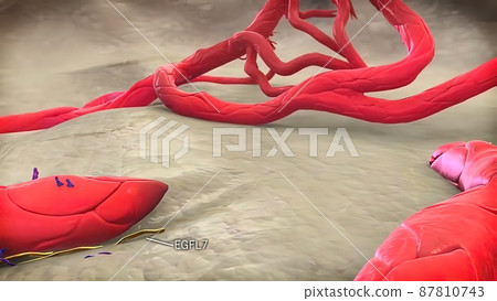 Angiogenic Signaling Pericytes, spatially isolated contractile cells 3D medical illustration Angiogenic Signaling Pericytes, spatially isolated contractile cells 3D medical illustration 87810743