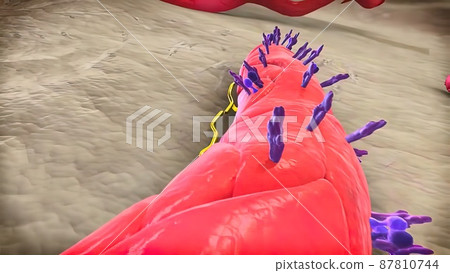 Angiogenic Signaling Pericytes, spatially isolated contractile cells 3D medical illustration Angiogenic Signaling Pericytes, spatially isolated contractile cells 3D medical illustration 87810744