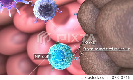 3D medical illustration of T cells: helper T cell and cytotoxic T cell 3D medical illustration of T cells: helper T cell and cytotoxic T cell 87810746