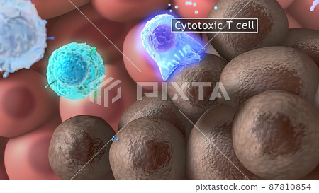 3D medical illustration cytotoxic T cell and Helper T cell destroys the stress-related molecule 87810854