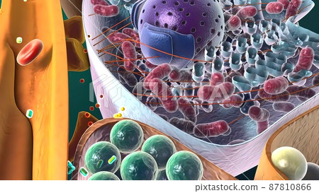 Amyloid Precursor Protein Cleavage, 3d medical illustration Amyloid Precursor Protein Cleavage, 3d medical illustration 87810866