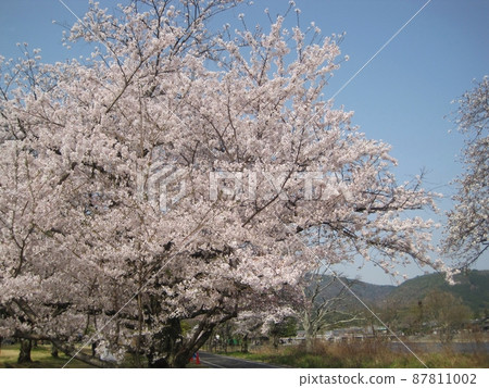 Cherry blossoms in full bloom, small Arashiyama Togetsukyo Bridge in the back 87811002